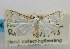  (Cirrhochrista sp. ABX2777 - USNM ENT 00797463)  @13 [ ] Unspecified (default): All Rights Reserved  Unspecified Unspecified