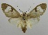 (Amerila caudipennis - USNM ENT 00797480)  @12 [ ] Unspecified (default): All Rights Reserved  Unspecified Unspecified