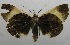  (Heoeugorna alboarcuata - USNM ENT 00797486)  @11 [ ] Unspecified (default): All Rights Reserved  Unspecified Unspecified