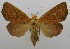  (Rusicada schistosema - USNM ENT 00797513)  @13 [ ] Unspecified (default): All Rights Reserved  Unspecified Unspecified