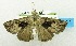 ( - USNM ENT 00798003)  @11 [ ] Unspecified (default): All Rights Reserved  Unspecified Unspecified