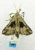  ( - USNM ENT 00798004)  @13 [ ] Unspecified (default): All Rights Reserved  Unspecified Unspecified