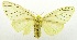  (Diacrisia costata - USNM ENT 00798054)  @11 [ ] Unspecified (default): All Rights Reserved  Unspecified Unspecified