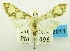  (Cirrhochrista primulina - USNM ENT 00798330)  @14 [ ] Unspecified (default): All Rights Reserved  Unspecified Unspecified