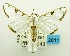  (Cirrhochrista sp. AAF3065 - USNM ENT 00798336)  @14 [ ] Unspecified (default): All Rights Reserved  Unspecified Unspecified