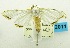  (Cirrhochrista nr. aetherialis - USNM ENT 00798338)  @13 [ ] Unspecified (default): All Rights Reserved  Unspecified Unspecified