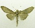  (Cydalima argyritis - USNM ENT 00798355)  @14 [ ] Unspecified (default): All Rights Reserved  Unspecified Unspecified