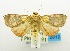  (Hyalobathra nr. minialis - USNM ENT 00798670)  @14 [ ] Unspecified (default): All Rights Reserved  Unspecified Unspecified