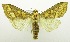  (Polygrammodes nr. grossalis - USNM ENT 00798672)  @14 [ ] Unspecified (default): All Rights Reserved  Unspecified Unspecified