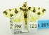  (Dichocrocis nr. pardalis - USNM ENT 00798699)  @13 [ ] Unspecified (default): All Rights Reserved  Unspecified Unspecified