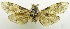  (Xyleutes maculatus - USNM ENT 00798780)  @11 [ ] Unspecified (default): All Rights Reserved  Unspecified Unspecified