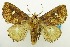  (Squamosa ferruginea - USNM ENT 00798796)  @13 [ ] Unspecified (default): All Rights Reserved  Unspecified Unspecified