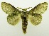  (Stauropus affinis - USNM ENT 00798934)  @13 [ ] Unspecified (default): All Rights Reserved  Unspecified Unspecified