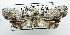  (Paectes sp. AAL8447 - USNM ENT 00799539)  @14 [ ] Unspecified (default): All Rights Reserved  Unspecified Unspecified