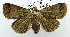  ( - USNM ENT 00799554)  @11 [ ] Unspecified (default): All Rights Reserved  Unspecified Unspecified
