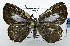  ( - USNM ENT 00799795)  @13 [ ] Unspecified (default): All Rights Reserved  Unspecified Unspecified