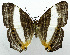  ( - USNM ENT 00799873)  @14 [ ] Unspecified (default): All Rights Reserved  Unspecified Unspecified
