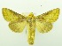  (Thysanoplusia ekeikei - USNM ENT 00800276)  @13 [ ] Unspecified (default): All Rights Reserved  Unspecified Unspecified
