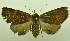  (Ophyx owgarra - USNM ENT 00800368)  @14 [ ] Unspecified (default): All Rights Reserved  Unspecified Unspecified