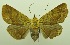  (Ophyx pratti - USNM ENT 00800372)  @15 [ ] Unspecified (default): All Rights Reserved  Unspecified Unspecified