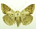  (Ericeia eriophora - USNM ENT 00800393)  @14 [ ] Unspecified (default): All Rights Reserved  Unspecified Unspecified