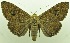  (Speiredonia - USNM ENT 00800401)  @15 [ ] Unspecified (default): All Rights Reserved  Unspecified Unspecified