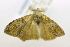  ( - USNM ENT 00800676)  @12 [ ] Unspecified (default): All Rights Reserved  Unspecified Unspecified
