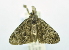  ( - USNM ENT 00800693)  @12 [ ] Unspecified (default): All Rights Reserved  Unspecified Unspecified