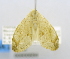  ( - USNM ENT 00800694)  @12 [ ] Unspecified (default): All Rights Reserved  Unspecified Unspecified