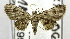  (Bosara sp. AAF6270 - USNM ENT 00800859)  @14 [ ] Unspecified (default): All Rights Reserved  Unspecified Unspecified