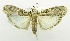  (Pseudoceroprepes nosivolella - USNM ENT 00808533)  @14 [ ] Unspecified (default): All Rights Reserved  Unspecified Unspecified