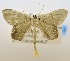  (Phrygionis incolorata steeleorum - USNM ENT 00808680)  @11 [ ] Unspecified (default): All Rights Reserved  Unspecified Unspecified