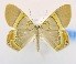  (Phrygionis incolorata - USNM ENT 00808683)  @14 [ ] Unspecified (default): All Rights Reserved  Unspecified Unspecified