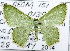  (Albinospila sp. ADA9330 - USNM ENT 00931768)  @14 [ ] Unspecified (default): All Rights Reserved  Unspecified Unspecified