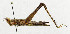  ( - USNM ENT 00933439)  @11 [ ] Unspecified (default): All Rights Reserved  Unspecified Unspecified