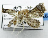  (Tamba sp. ADA5775 - USNM ENT 00933516)  @13 [ ] Unspecified (default): All Rights Reserved  Unspecified Unspecified
