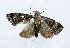  ( - USNM ENT 00933521)  @13 [ ] Unspecified (default): All Rights Reserved  Unspecified Unspecified