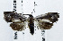  (Andrioplecta sp. AAG0336 - USNM ENT 00933524)  @15 [ ] Unspecified (default): All Rights Reserved  Unspecified Unspecified
