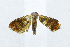  (Hilarographa sp. AAE3091 - USNM ENT 00933526)  @12 [ ] Unspecified (default): All Rights Reserved  Unspecified Unspecified