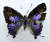  ( - USNM ENT 00933541)  @14 [ ] Unspecified (default): All Rights Reserved  Unspecified Unspecified