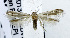  (Blastobasis sp. ADA6736 - USNM ENT 00933551)  @14 [ ] Unspecified (default): All Rights Reserved  Unspecified Unspecified