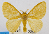  (Acraga ochracea - USNM ENT 00980368)  @15 [ ] Unspecified (default): All Rights Reserved  Unspecified Unspecified