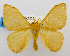  (Acraga nr. ochracea - USNM ENT 00980382)  @15 [ ] Unspecified (default): All Rights Reserved  Unspecified Unspecified