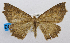  (Synnomos firmamentaria - USNM ENT 00980484)  @14 [ ] Unspecified (default): All Rights Reserved  Unspecified Unspecified