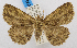  (Veia pectinata - USNM ENT 00980489)  @14 [ ] Unspecified (default): All Rights Reserved  Unspecified Unspecified