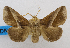 (Thosea vetusta - USNM ENT 00980493)  @14 [ ] Unspecified (default): All Rights Reserved  Unspecified Unspecified