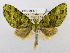  (Tristeirometa - USNM ENT 00980511)  @15 [ ] Unspecified (default): All Rights Reserved  Unspecified Unspecified