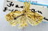  (Adoxophyes melia - USNM ENT 00980730)  @11 [ ] Unspecified (default): All Rights Reserved  Unspecified Unspecified