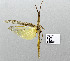  ( - USNM ENT 01068862)  @13 [ ] CreativeCommons - Attribution Share-Alike (2015) Unspecified National Museum of Natural History, Smithsonian Institution