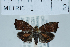  (Choreutis nemorana - USNM ENT 00730759)  @14 [ ] Unspecified (default): All Rights Reserved  Unspecified Unspecified